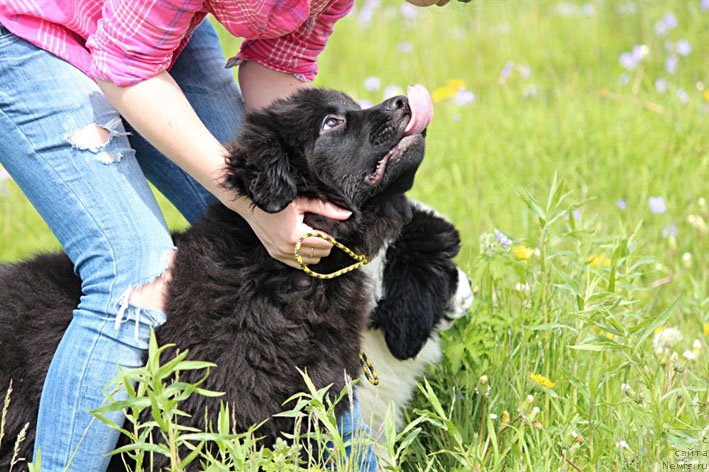Фото: ньюфаундленд Честолюбивая Чик с Берега Дона (Chistolybivaya Chic s Berega Dona)