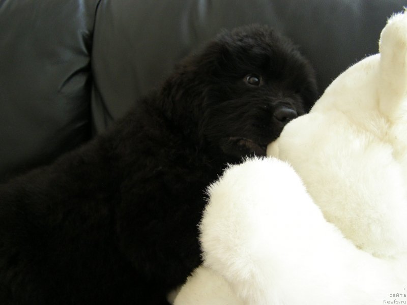 Фото: ньюфаундленд Черная Мафия Маубе Ше Вилл (Chernaya Mafia Maybe She Will)