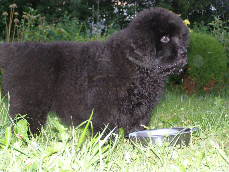 Фото: ньюфаундленд Черная Мафия Маубе Ше Вилл (Chernaya Mafia Maybe She Will)
