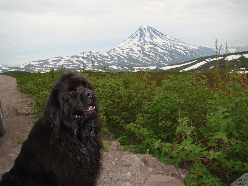 Фото: ньюфаундленд Сент Джонс Тендер Кисс оф Элли (Sent Djons Tender Kiss of Elly)