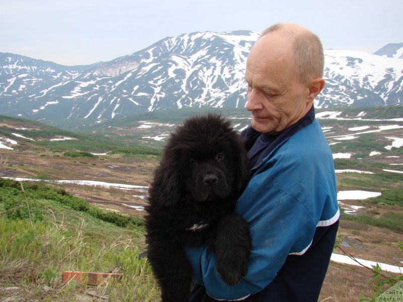 Фото: ньюфаундленд Сент Джонс Жискар Д'Эстен Эдмон (Sent Djons Zhiscar D'Estaing Edmon), мой муж Борис