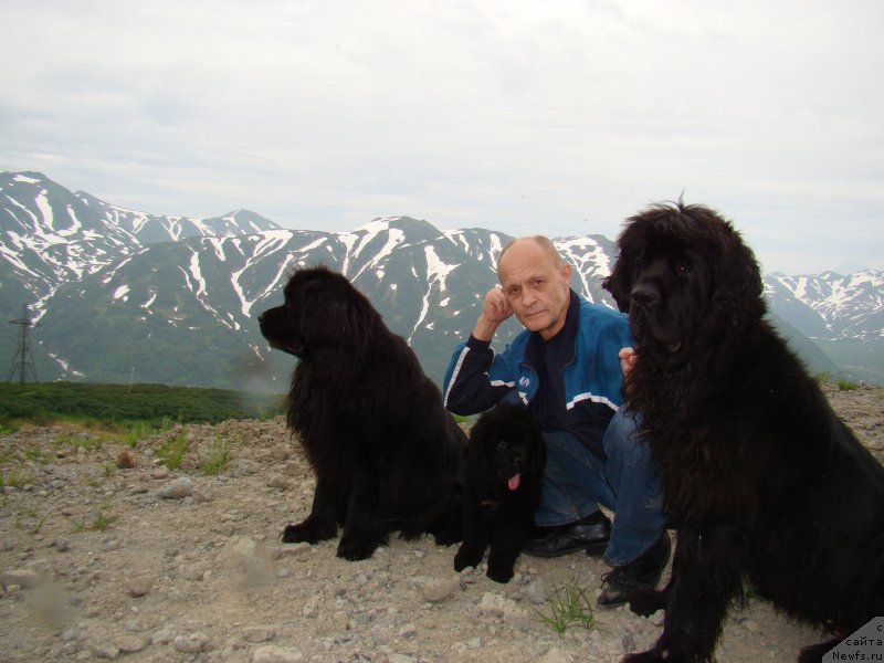 Фото: ньюфаундленд Сент Джонс Тендер Кисс оф Элли (Sent Djons Tender Kiss of Elly), ньюфаундленд Сент Джонс Жискар Д'Эстен Эдмон (Sent Djons Zhiscar D'Estaing Edmon), ньюфаундленд Сент Джонс Харебелл (Sent Djons Harebell), Борис