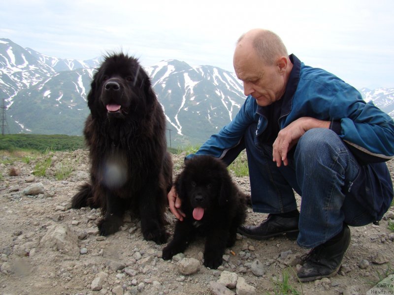Фото: ньюфаундленд Сент Джонс Тендер Кисс оф Элли (Sent Djons Tender Kiss of Elly), ньюфаундленд Сент Джонс Жискар Д'Эстен Эдмон (Sent Djons Zhiscar D'Estaing Edmon), Борис