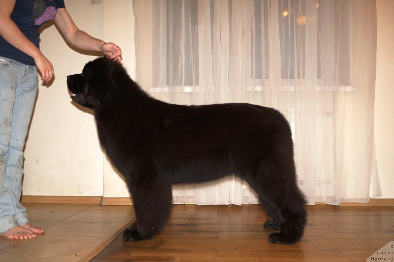 Фото: ньюфаундленд Флюфи Аваланч Эксклюсиве Дрим (Fluffy Avalanch Exclusive Dream)