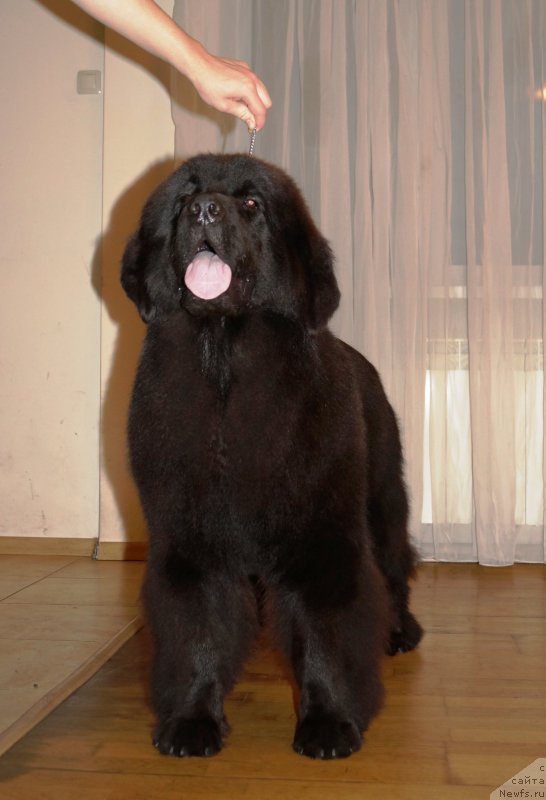 Фото: ньюфаундленд Флюфи Аваланч Эксклюсиве Дрим (Fluffy Avalanch Exclusive Dream)