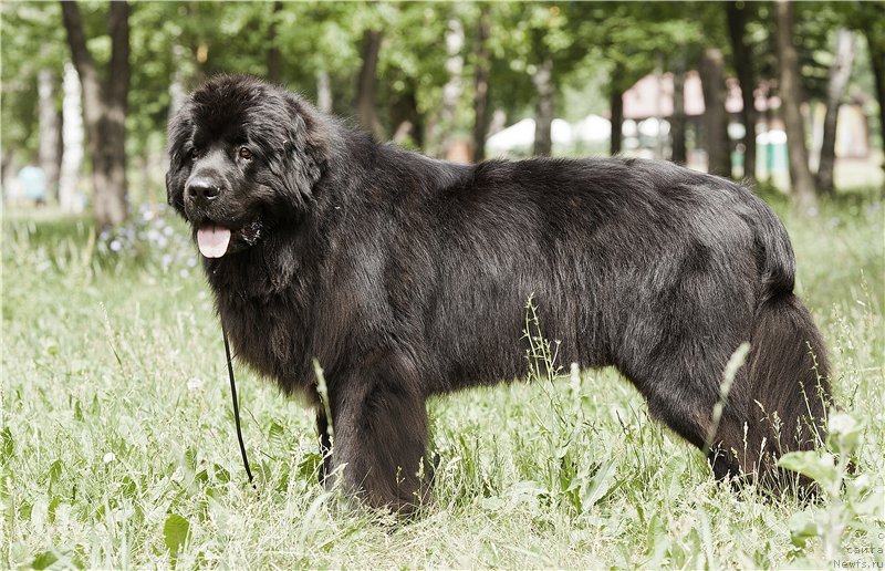 Фото: ньюфаундленд Кипер Соул Лайон Хэерт