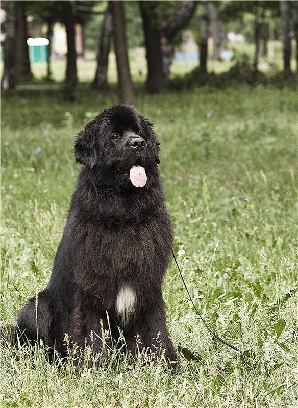 Фото: ньюфаундленд Кипер Соул Лайон Хэерт