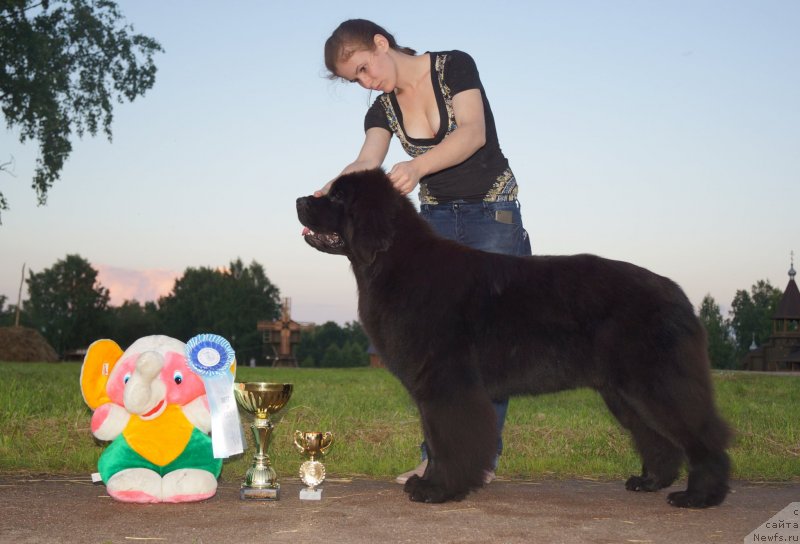 Фото: ньюфаундленд Флюфи Аваланч Эксклюсиве Дрим (Fluffy Avalanch Exclusive Dream)