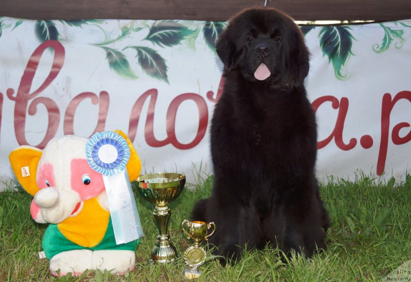 Фото: ньюфаундленд Флюфи Аваланч Эксклюсиве Дрим (Fluffy Avalanch Exclusive Dream)
