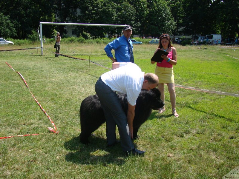 Фото: ньюфаундленд Vincent Black King Super Mishka