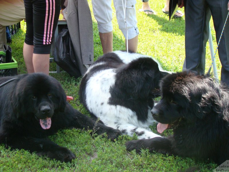 Фотография № 130045