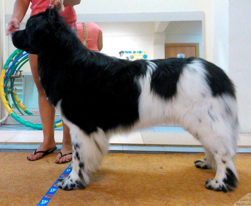 Фото: ньюфаундленд Плюшевая Панда Ферреро Ронд Нуар (Plushevaya Panda Ferrero Rond Noir), Элина Юнусова