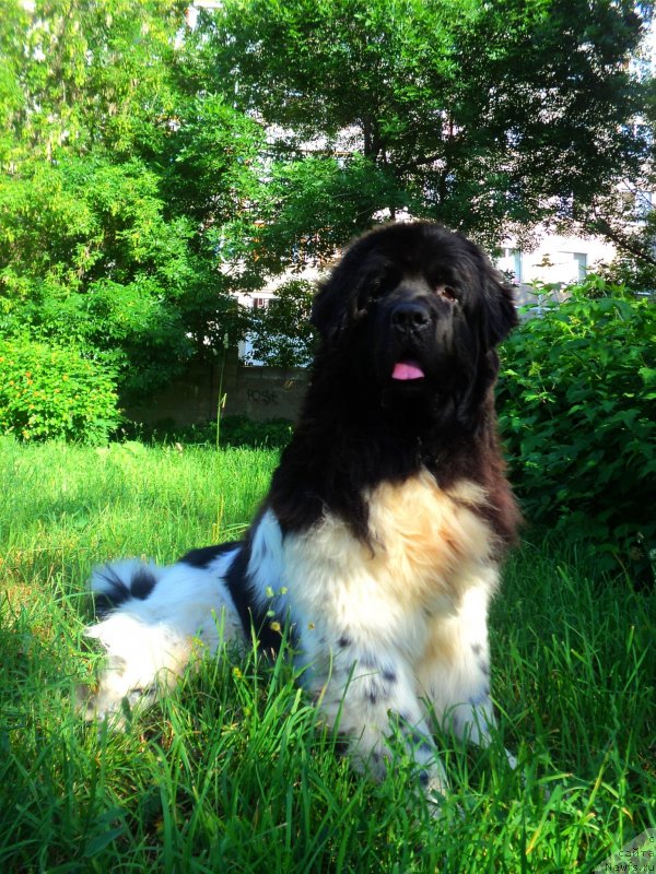 Фото: ньюфаундленд Плюшевая Панда Ферреро Ронд Нуар (Plushevaya Panda Ferrero Rond Noir)