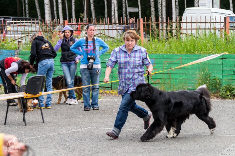 Фото: ньюфаундленд Супер Бизон Индия