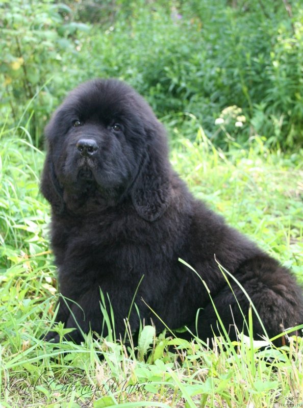 Фотография № 130055