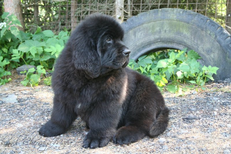 Фотография № 130057