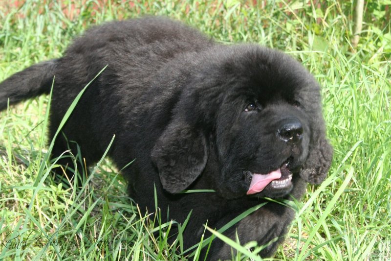 Фотография № 130059