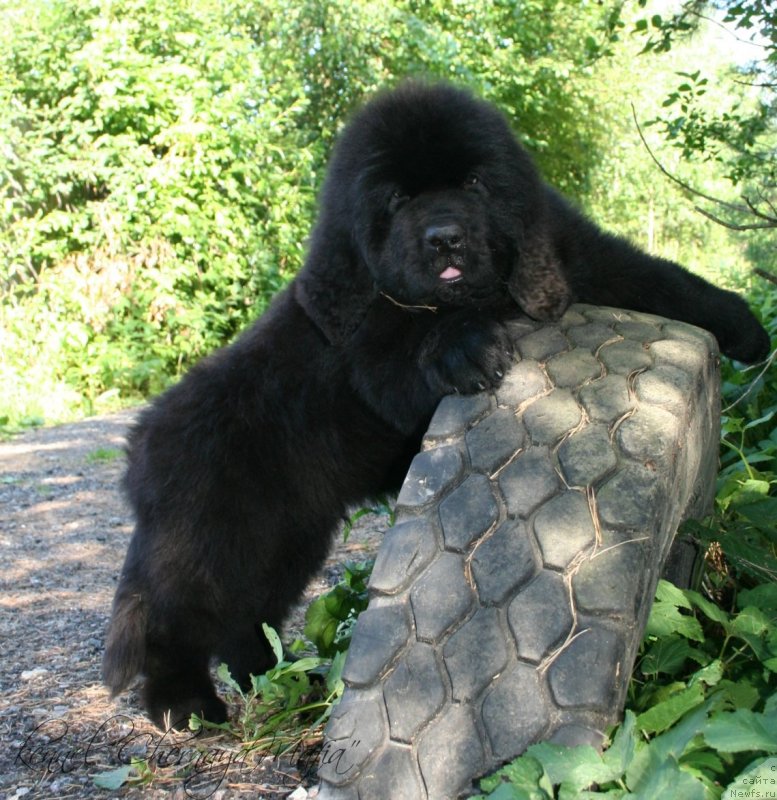 Фотография № 130060