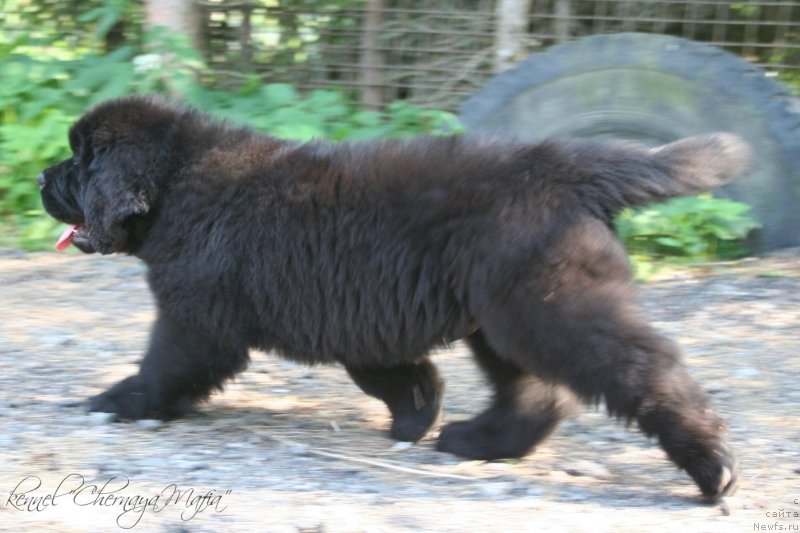 Фотография № 130061