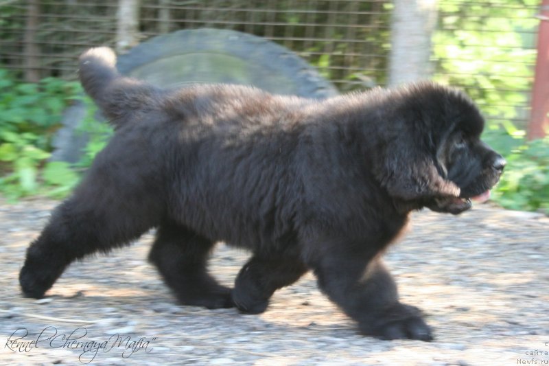 Фотография № 130062