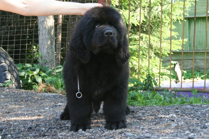 Фотография № 130063