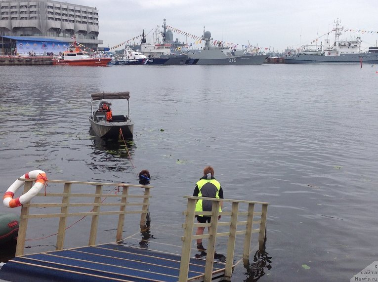 Фото: ньюфаундленд Очаровашка с Берега Дона (Ocharovashka s Berega Dona)