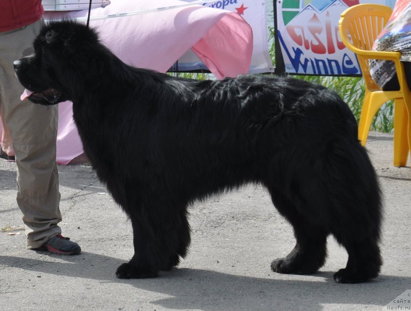 Фото: ньюфаундленд Клаус Блэк
