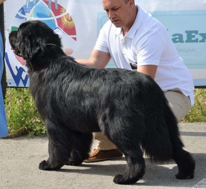 Фото: ньюфаундленд Хан Тенгри Бирс Ванесса, Максим Полтарак