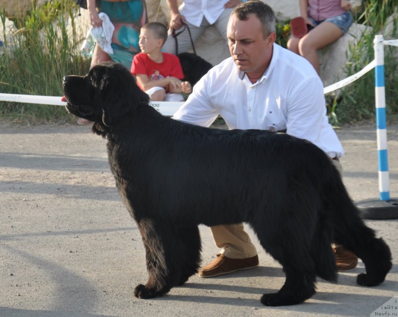 Фото: ньюфаундленд Туса, Максим Полтарак