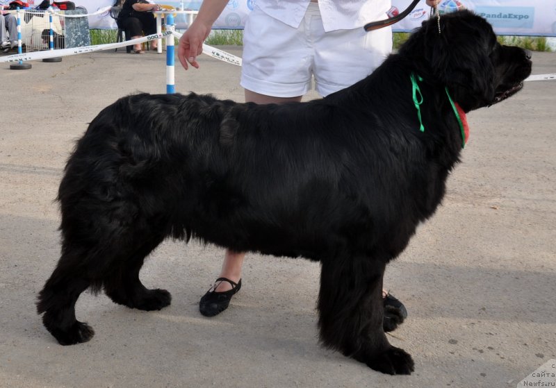 Фото: ньюфаундленд Кара Аюлар Алмазная Принцесса