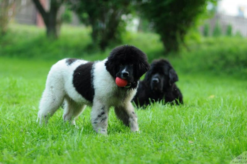 Фотография № 130085