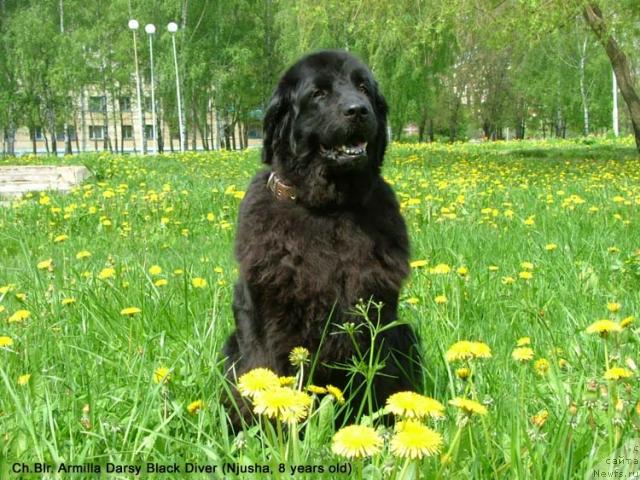 Фото: ньюфаундленд Армилла Дарси Блэк Дайвер