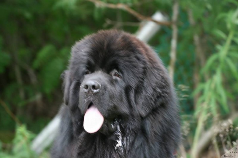 Фотография № 130111