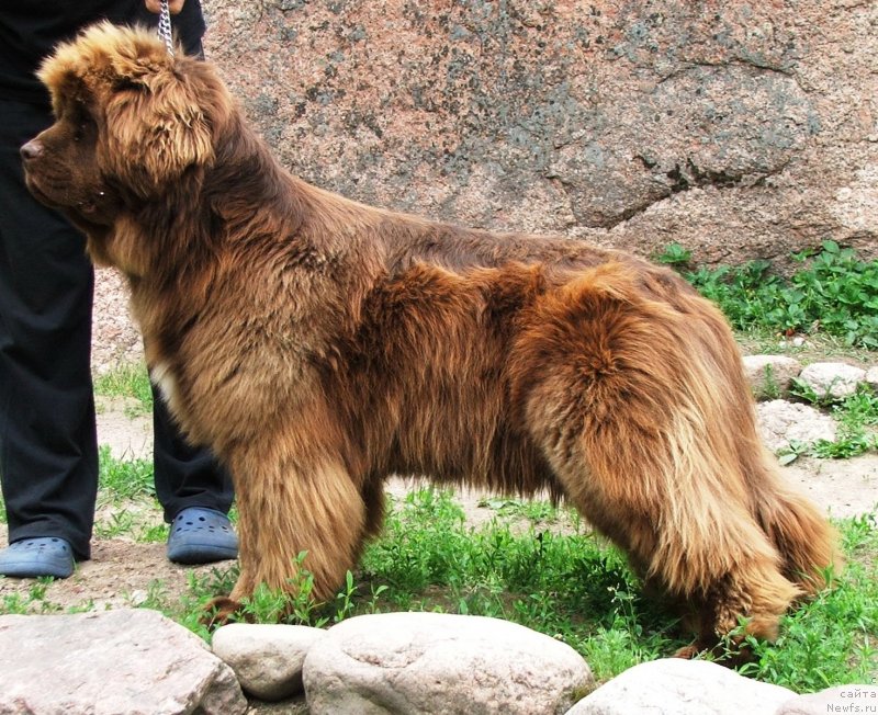 Фото: ньюфаундленд Take It Slowly Blu Plushevay Panda