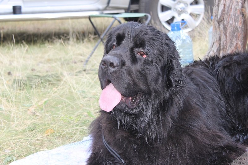 Фото: ньюфаундленд Изящный Франт