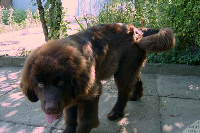 Фото: ньюфаундленд Уэлси Мелодии Блюз