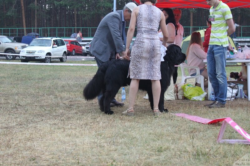 Фото: ньюфаундленд Изящный Франт