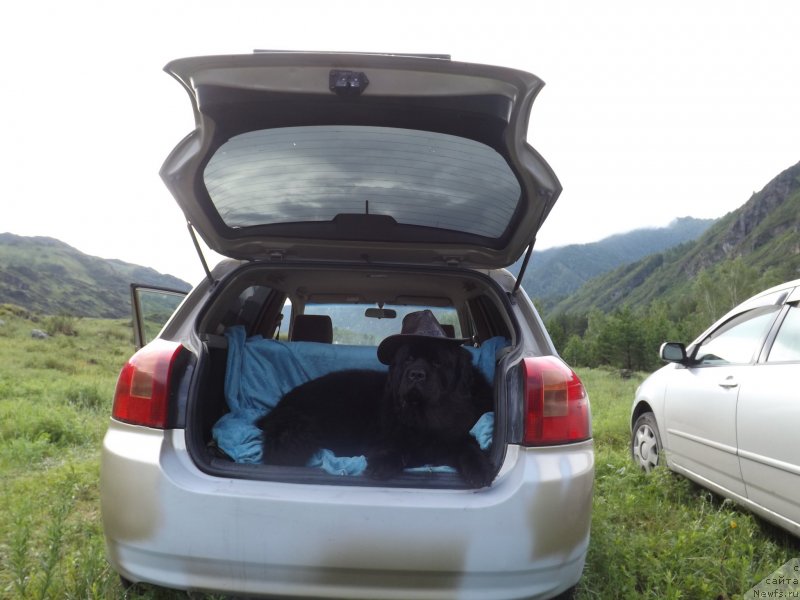 Фото: ньюфаундленд Бекингем