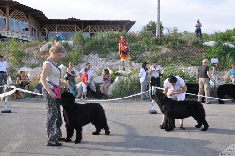 Фото: ньюфаундленд Сент Джонс Улла для Кара Аюлар (Sent Djons Ulla for Kara Ayular), ньюфаундленд Кара Аюлар Алмазная Принцесса, Елена Сыса (Савина), Татьяна Рустанова