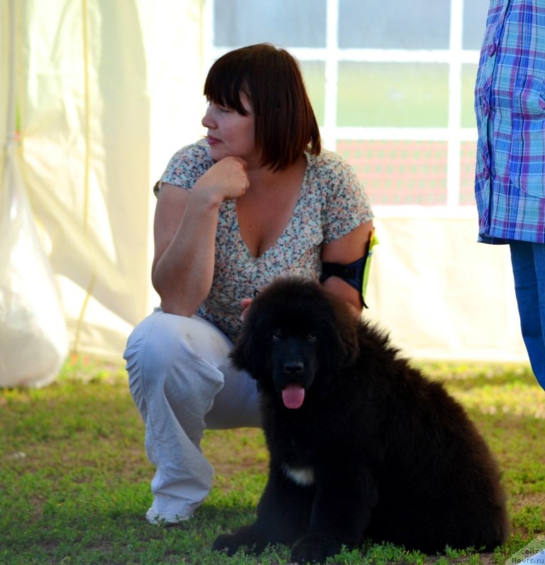 Фото: ньюфаундленд Ньюфорт Шампань для Злато Волмари