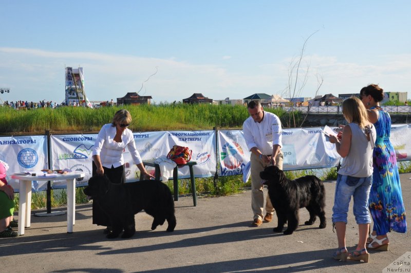 Фото: ньюфаундленд Хан Тенгри Бирс Ванесса, ньюфаундленд Вом Ватерфалл Лэнд Аю Даг (Vom Waterfall Land Ay Dag), Наталья Павлюк, Максим Полтарак