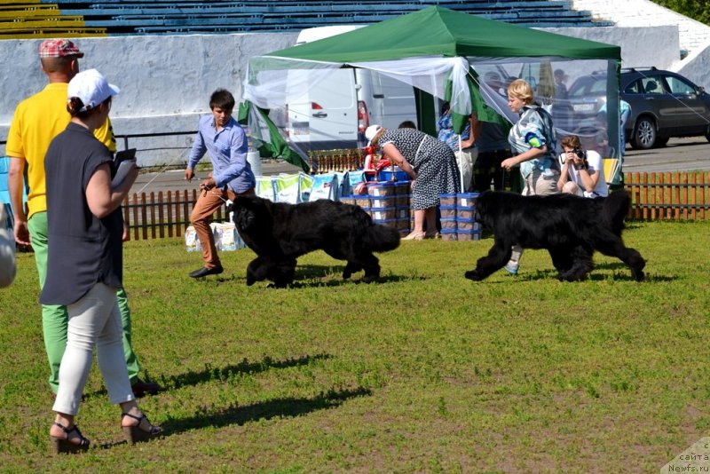 Фото: ньюфаундленд Midnight Lady's Morning Glory, ньюфаундленд Акватория Келвин Фром Сибириа эт Каюга (Aquatoriya Kelvin From Siberia at Cayuga)