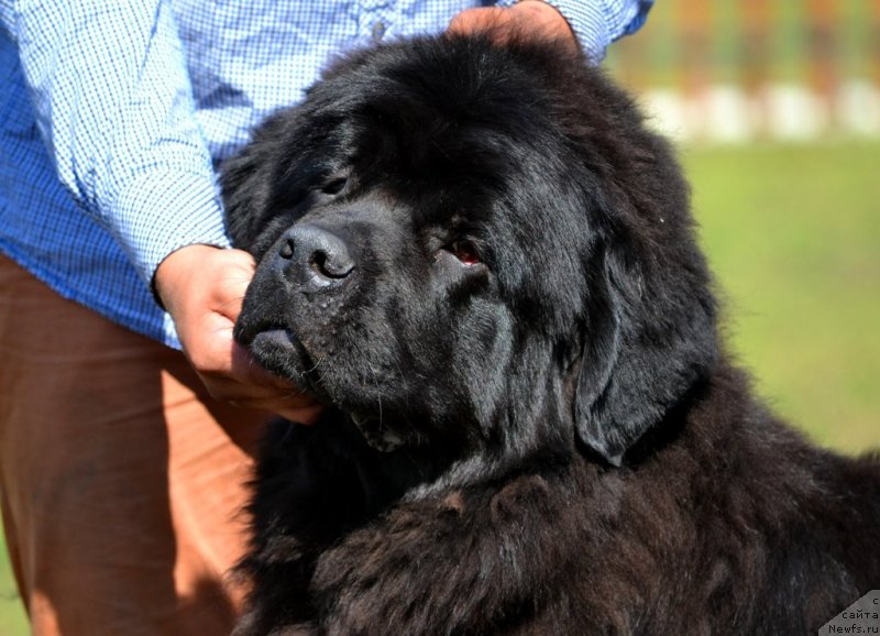 Фото: ньюфаундленд Midnight Lady's Morning Glory