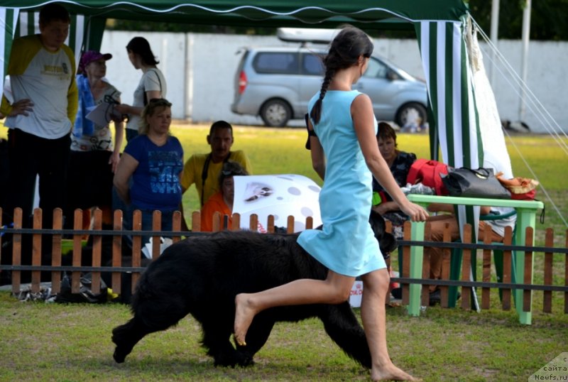 Фото: ньюфаундленд Ньюфорт Уитни Традиция Легенды