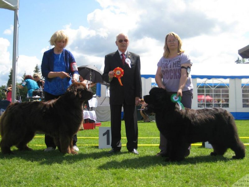 Фото: Юлия Ястребова, ньюфаундленд Сент Джонс Роуз фо Ми (Sent Djons Rose for Me)