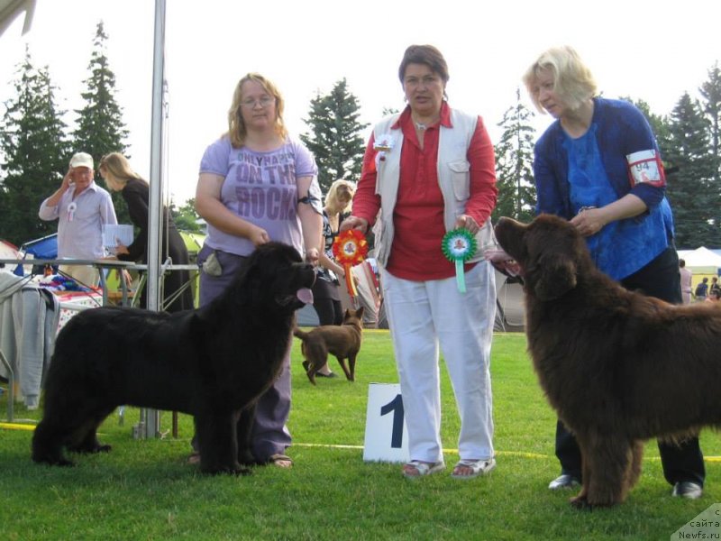 Фото: Юлия Ястребова, ньюфаундленд Сент Джонс Сабина Мистикал (Sent Djons Sabina Mistical)