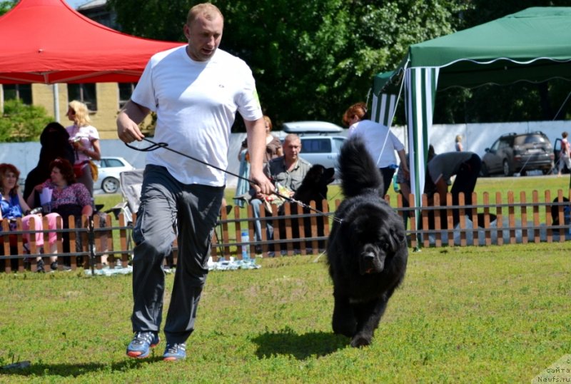 Фото: ньюфаундленд На Гребне Волны Королевский Сын