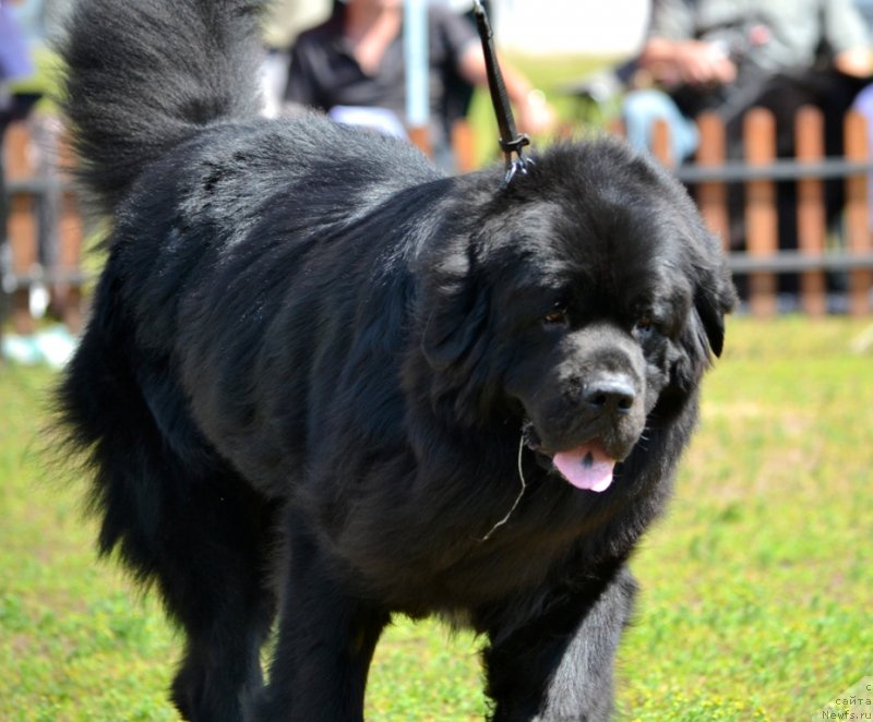 Фото: ньюфаундленд На Гребне Волны Королевский Сын