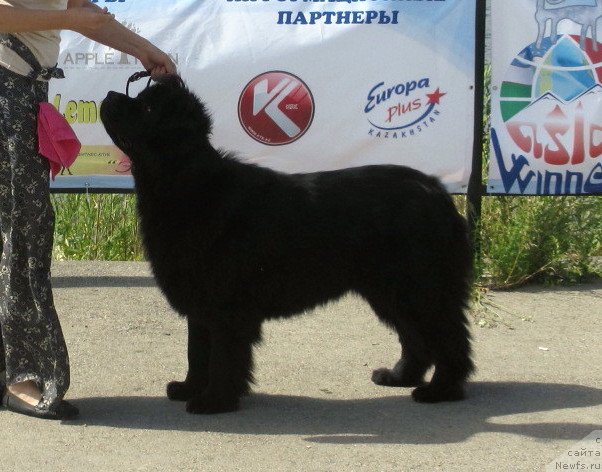 Фото: ньюфаундленд Сент Джонс Улла для Кара Аюлар (Sent Djons Ulla for Kara Ayular)