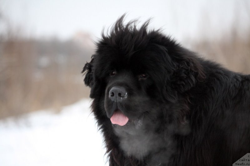 Фото: ньюфаундленд Кипр Кара Дениз (Kipr Kara Deniz)